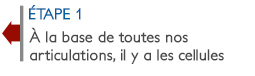 à la base de toutes nos articulations, il y a les cellules