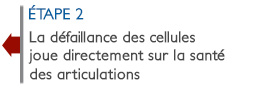 La défaillance des cellules joue directement sur la santé des articulations