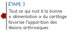 Tout ce qui nuit à la bonne « alimentation » du cartilage favorise l’apparition des lésions arthrosiques